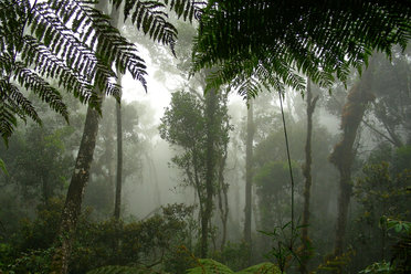 Living Mungles of Borneo