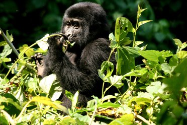 Gorilla trekking Uganda