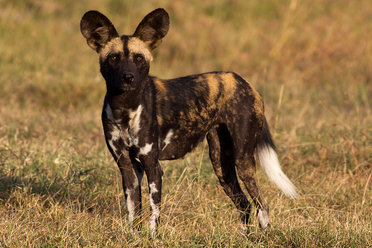 Wild dog, a Botswana special