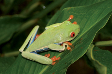Poison Dart Frogs