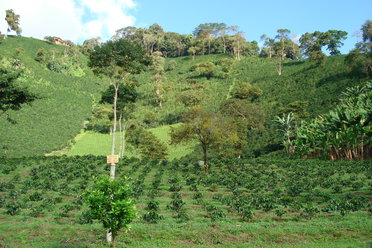 Coffee Region