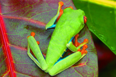 Tree frog in Costa Rica