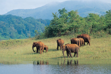 Periyar National park