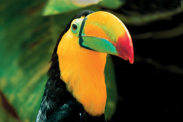 Toucan, Costa Rica