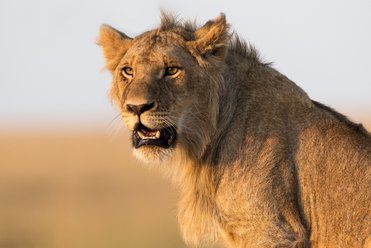Kenya Safari Andy Skinner