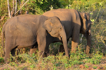 Elephants in Sri Lanka