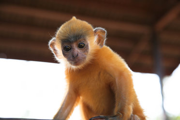 Borneo wildlife