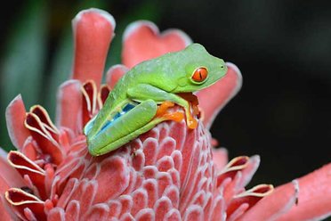 Costa Rica red-eyed treefrog