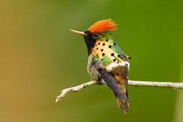 Rufous-crested Coquette