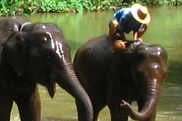 Elephants in Thailand