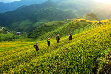 Terraced rice fields