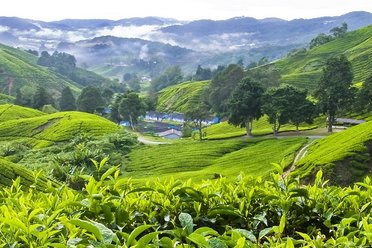 Cameron Highlands