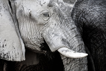 Elephants in Botswana