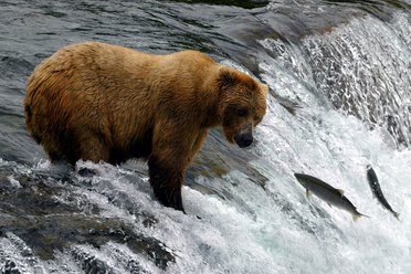 Alaska wildlife tour