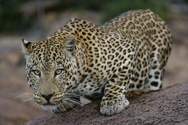 Leopard in Namibia