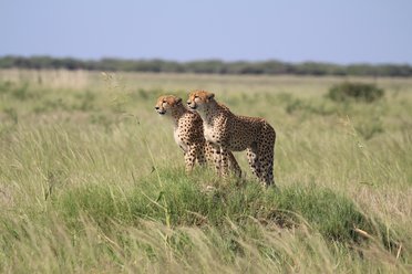 Chobe National Park, Botswana