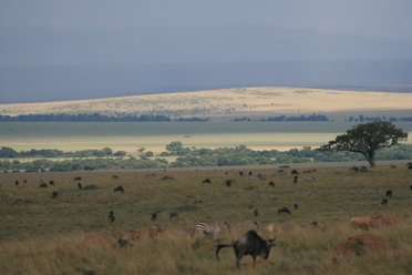 Masai Mara wildlife