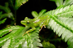 Protecting Ecuadorian Cloudforest with the World Land Trust and EcoMinga