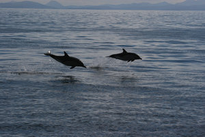 Protecting Scotland's marine life