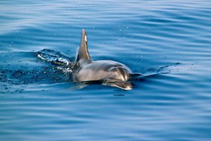 The Ionian Dolphin Project